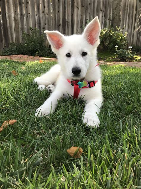 white gsd puppies for sale|white german shepherd newborn puppies.